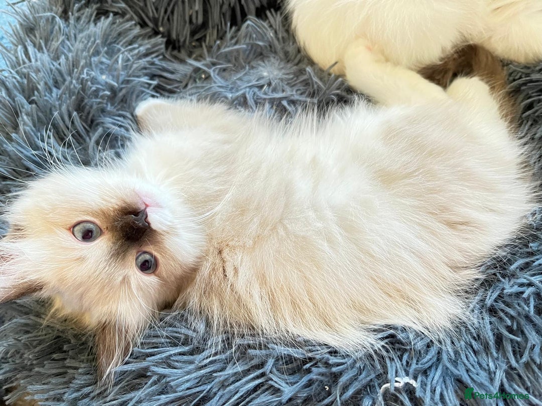 Ragdoll cats for sale: 4 Ragdoll Kittens - Advert 23