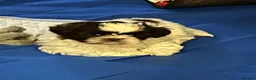 Shih Tzu dogs for sale: Delightful Imperial Shihtzu in Dronfield - Advert 12