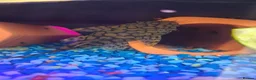 Plecos fish for sale: Longfin Supered Bristlenose Plecos  - Advert 2