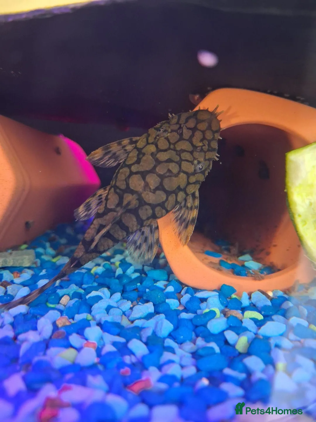 Plecos fish for sale: Longfin Supered Bristlenose Plecos  - Advert 2