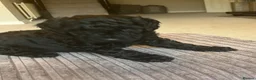 Mixed Breed dogs for sale: Toy poodle and miniature poodle mix puppies  - Advert 28