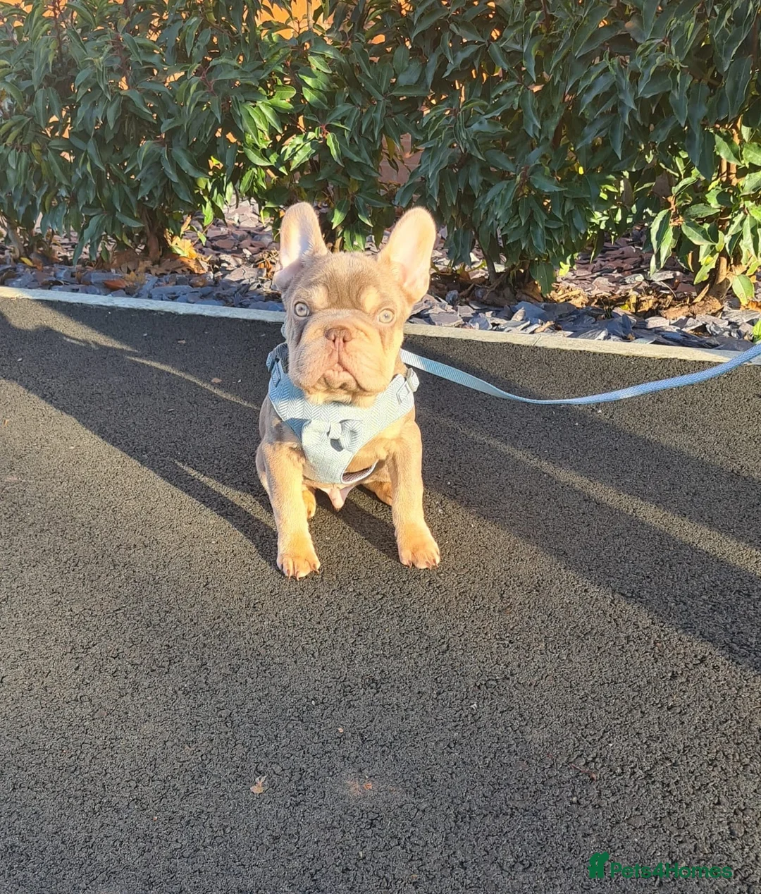 French Bulldog dogs for sale: ISABELLA TAN FRENCH BULLDOG  in Birmingham - Advert 3