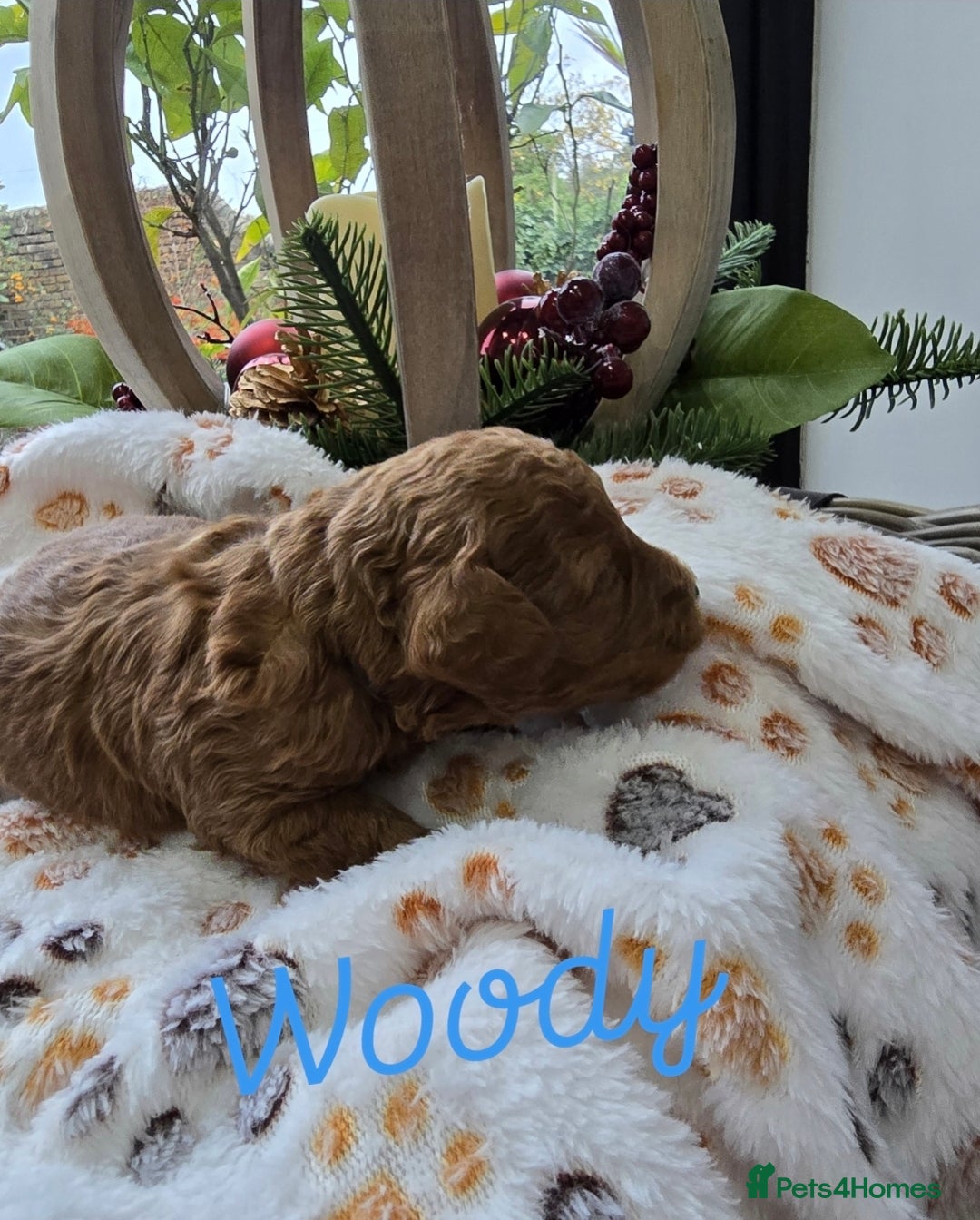 Cockapoo dogs for sale:  Toy cockerpoo health tested licensed Breeder  - Advert 22