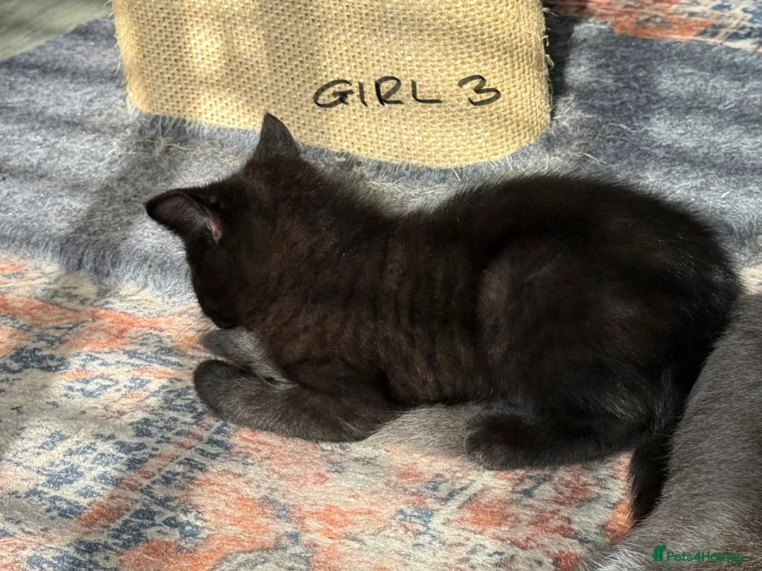 Mixed Breed cats for sale: Chocolate brown tabby kittens 🐱  - Advert 15