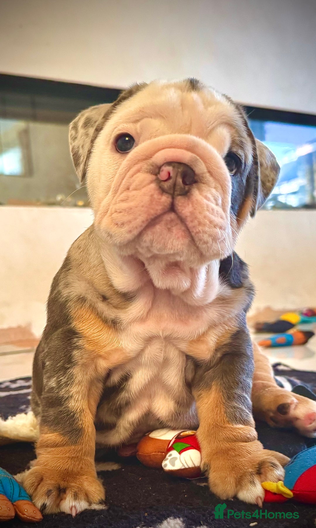 English Bulldog dogs for sale: Bluey - Stunning full pedigree British Bulldog pups  - Image 10