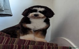 Bernedoodle dogs for sale: Curtabemdoodles Bernedoodles  - Image 14