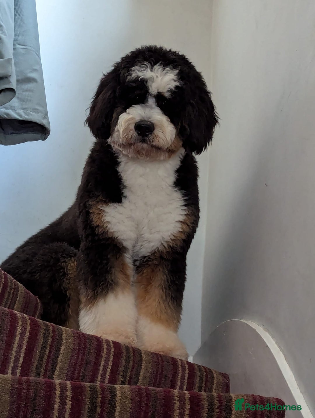 Bernedoodle dogs for sale: Curtabemdoodles Bernedoodles  - Image 14