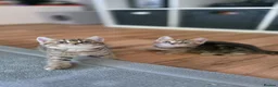 British Shorthair cats for sale: Beautiful British kittens - Advert 6