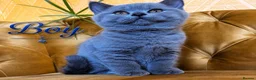 British Shorthair cats for sale: Chunky fluffy British Shorthair Kittens GCCF - Advert 7