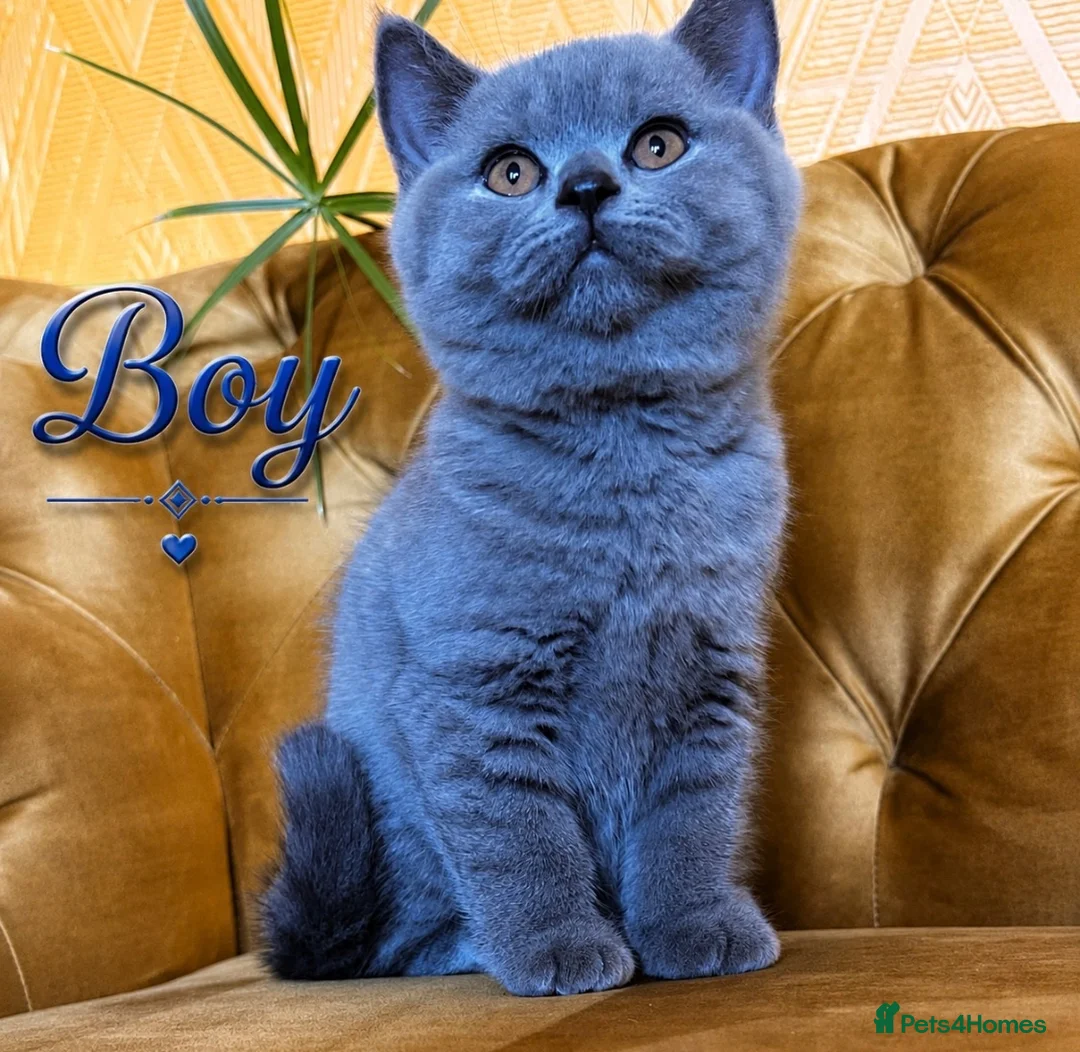 British Shorthair cats for sale: Chunky fluffy British Shorthair Kittens GCCF - Advert 7