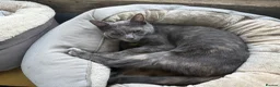 Russian Blue cats for sale: Part Russian Blue 1 Year Old Female (Olive) in Eye - Advert 5