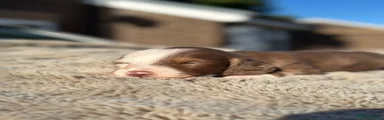 Miniature Dachshund Puppy 1