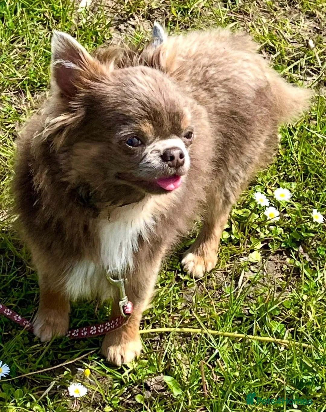 Chihuahua dogs for sale: Stunning little chihuahua boy - Advert 11