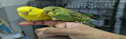 Budgerigars birds for sale: Silly hand tamed budgies  - Advert 4