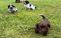 Cocker Spaniel dogs for sale: GORGEOUS WORKING COCKER PUPS - Image 33