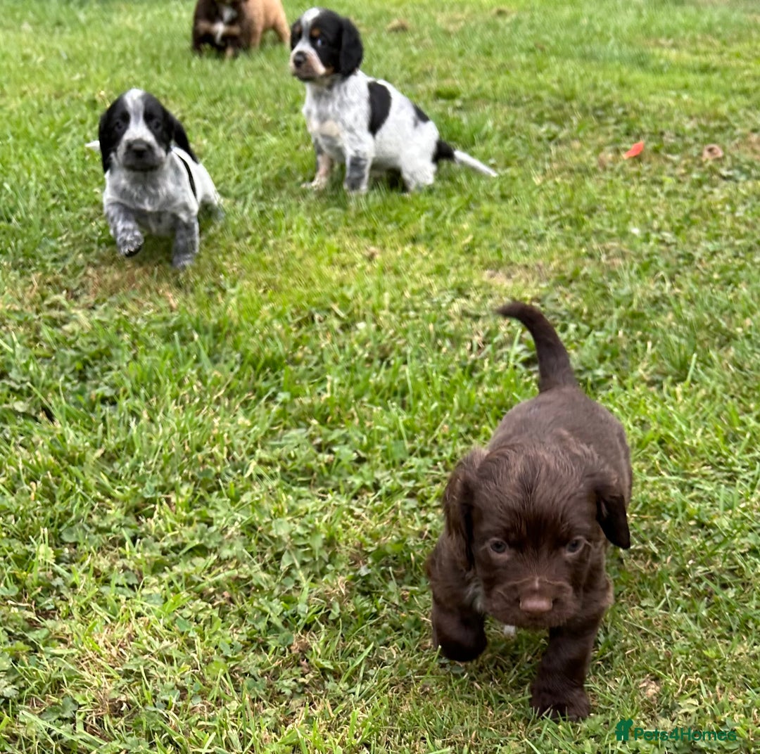 Cocker Spaniel dogs for sale: GORGEOUS WORKING COCKER PUPS - Image 33