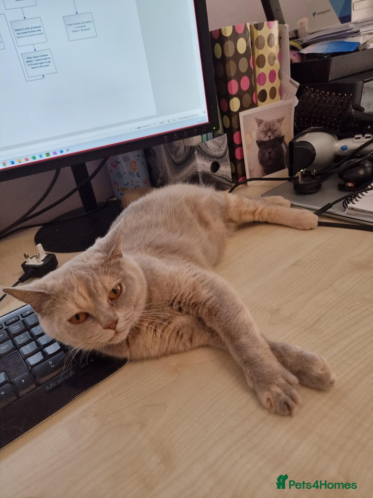 British Shorthair cats BSH Lilac Tortie Neutered Female - Advert 1