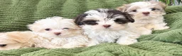 Malshi dogs for sale: Maltese x shih tzu puppies - Advert 6