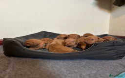 Hungarian Vizsla dogs for sale: Stunning litter KC registered Hungarian Puppy's  - Image 12