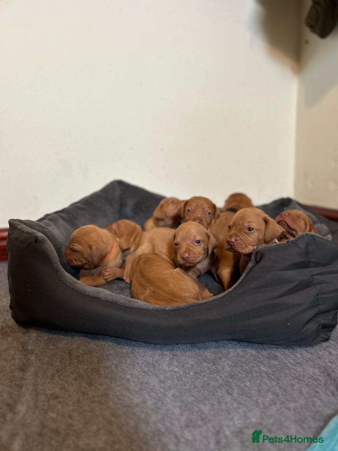 Hungarian Vizsla dogs for sale: Stunning litter KC registered Hungarian Puppy's  - Image 12