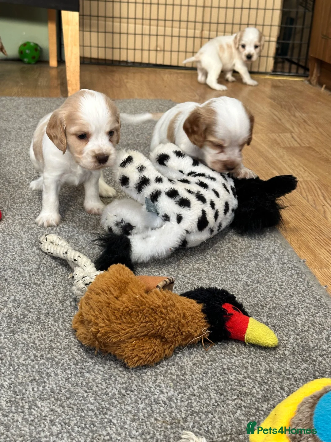 Cocker Spaniel dogs for sale: Beautiful orange roan show type cocker spaniels - Advert 1
