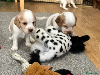 Cocker Spaniel dogs Beautiful orange roan show type cocker spaniels - Advert 4