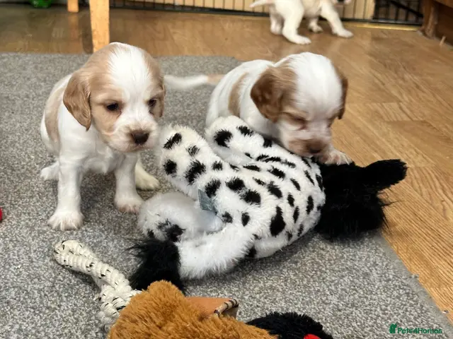 Cocker Spaniel dogs Beautiful orange roan show type cocker spaniels - Advert 6