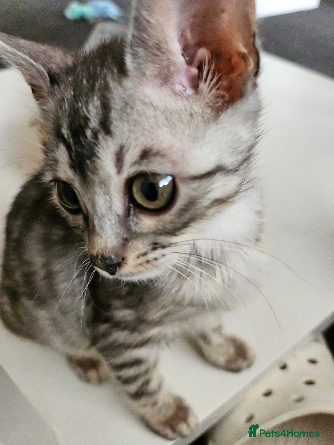 Bengal cats for sale: 2 stunning unique snow bengal kittens left  - Image 15