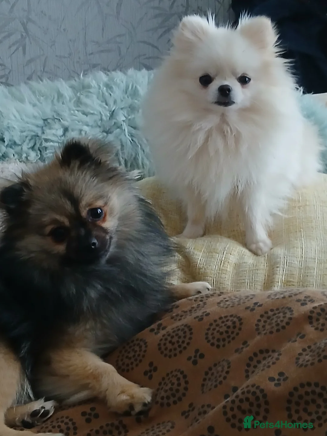 Pomeranian dogs for sale: 2 pomeranian girls kc reg - Advert 12