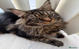Maine Coon cats for sale: 3 Purebred Maine Coon Kittens - Will Sell Fast!! ✨ - Image 12