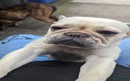 French Bulldog dogs for sale: French Bulldog Rehome - Image 2