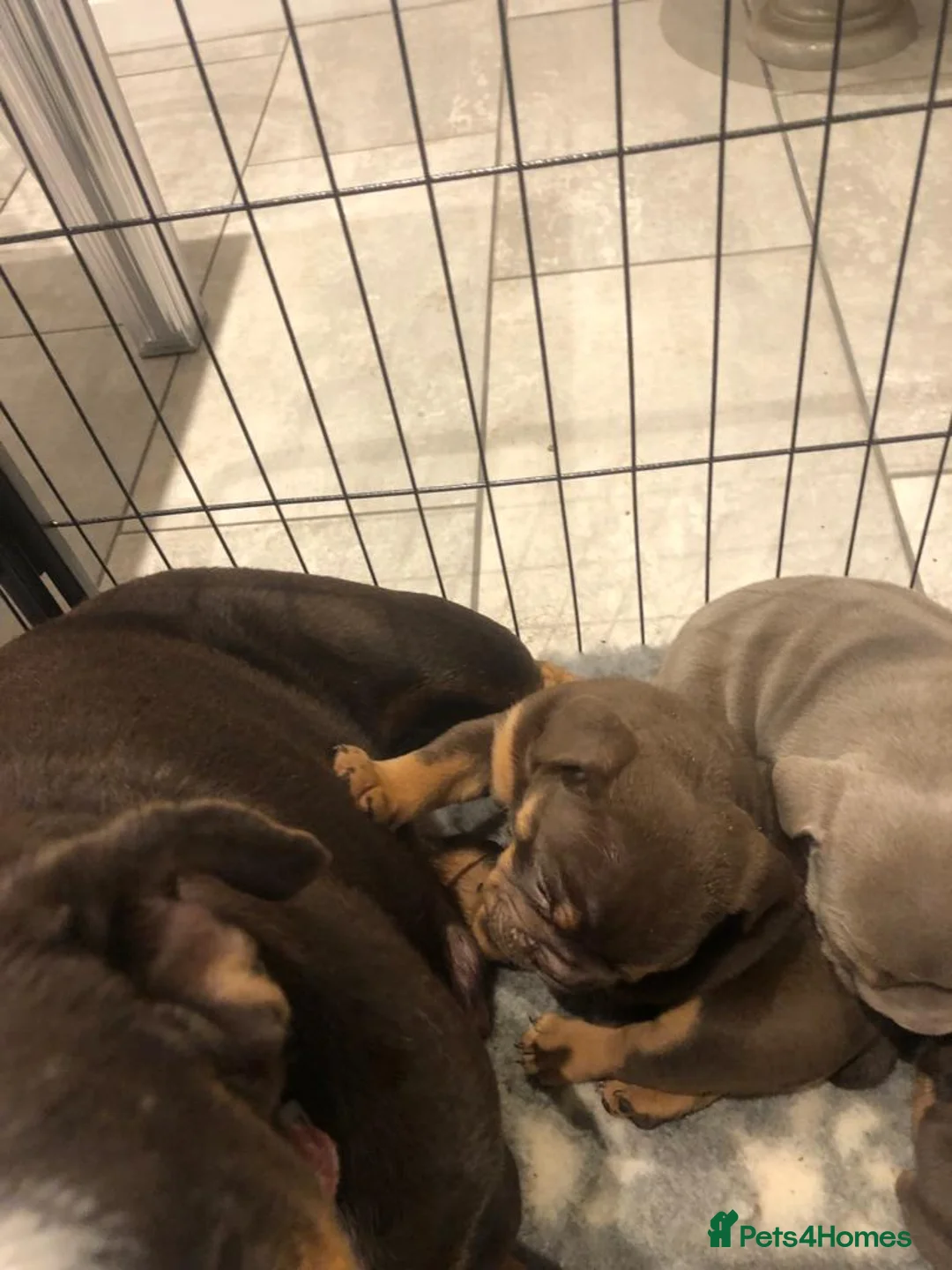 English Bulldog dogs for sale: Duncan, English Bulldog, 3 years old. in Skelmersdale - Advert 2