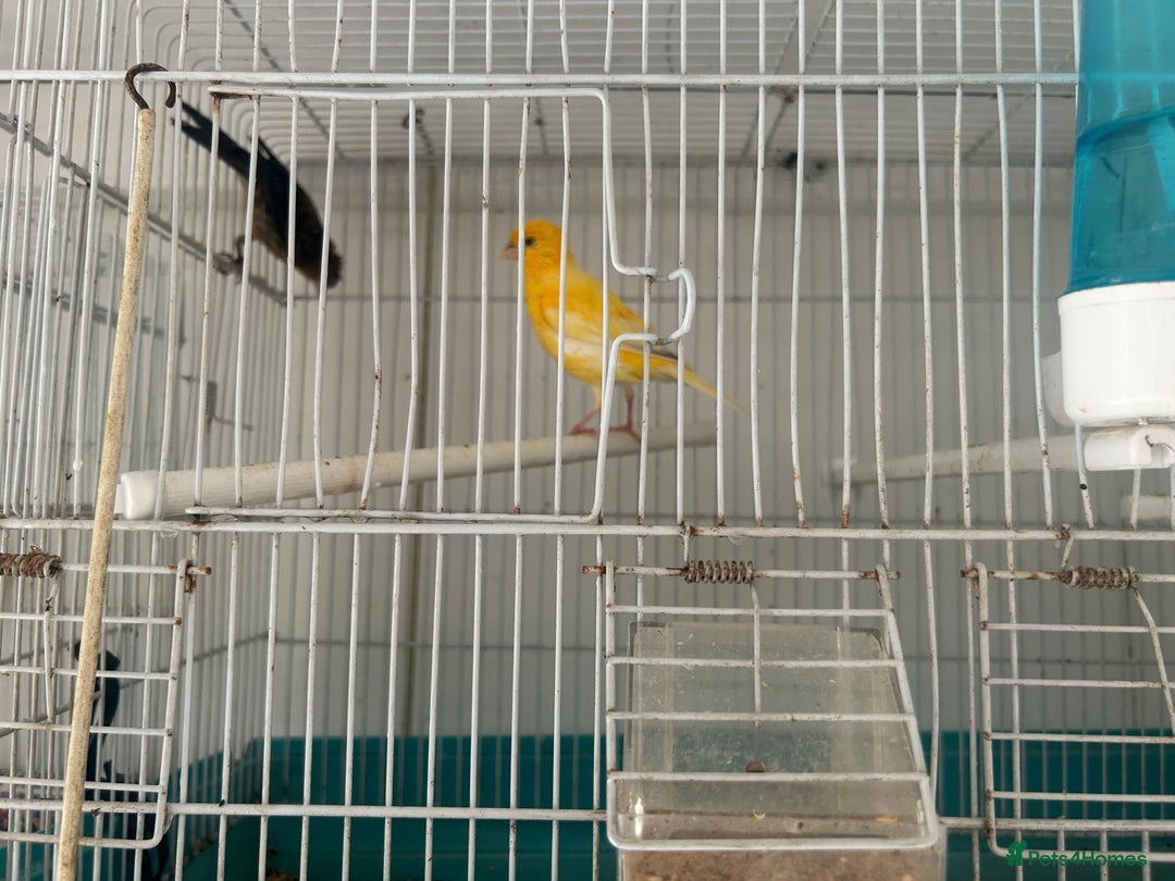 Canaries birds for sale: Canaries  - Image 13