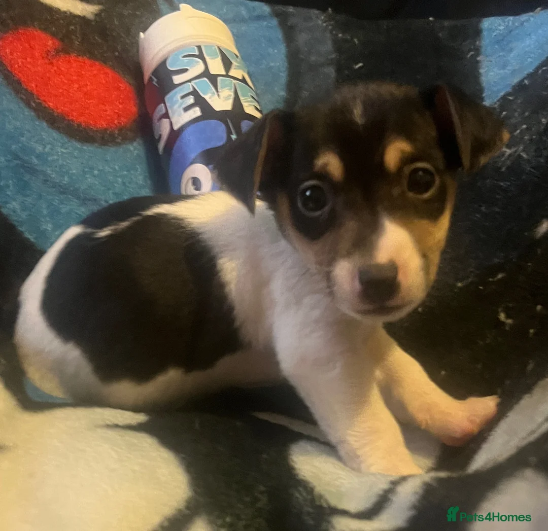 Jack Russell dogs for sale: Miniature rare natural bobtailed jack Russells - Advert 2