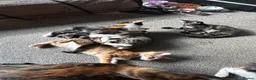 Mixed Breed cats for sale: 5 kittens for sale in St Albans - Advert 8