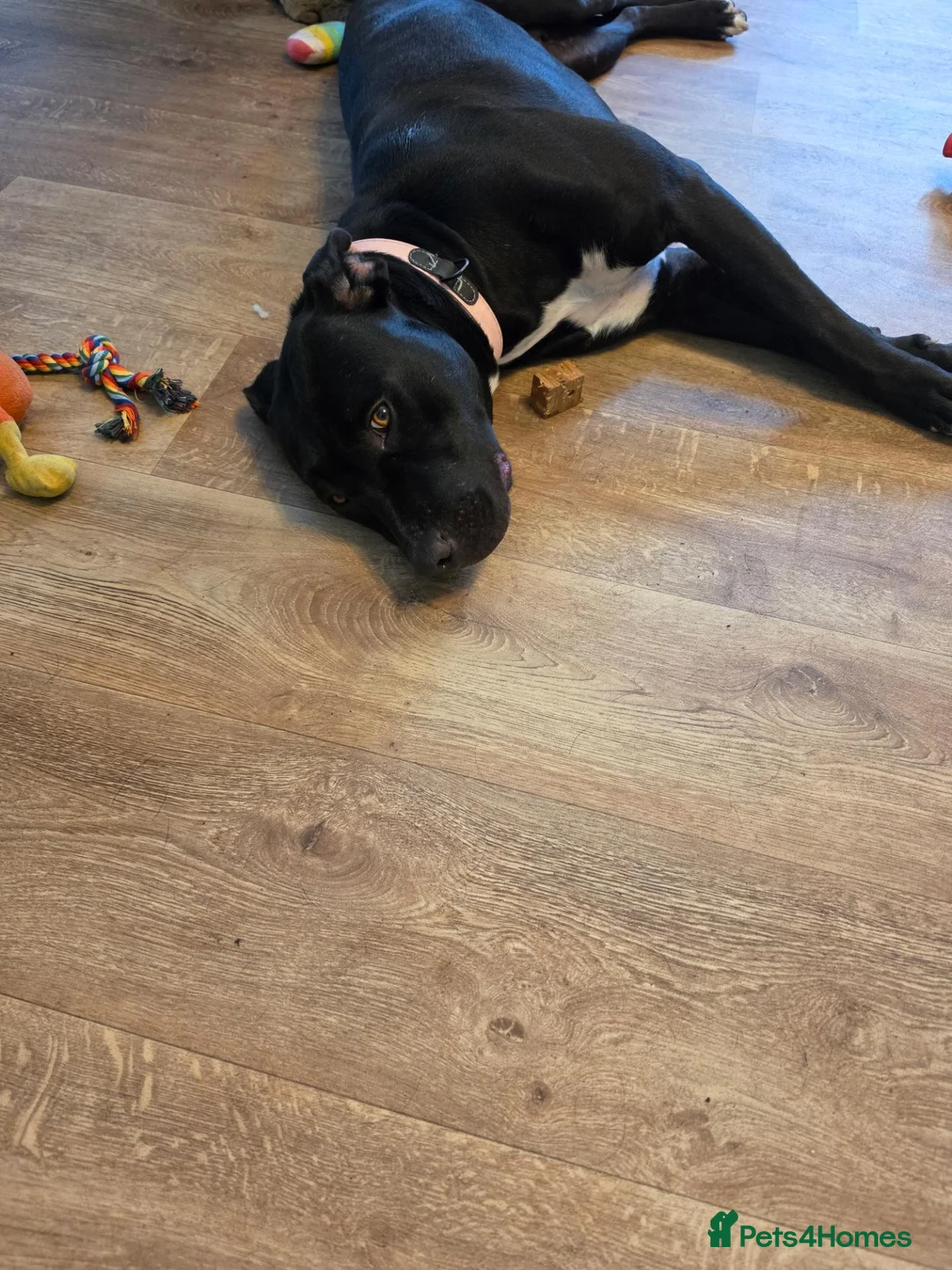 Mixed Breed dogs for sale: Staffy cross sweet girl  - Advert 2