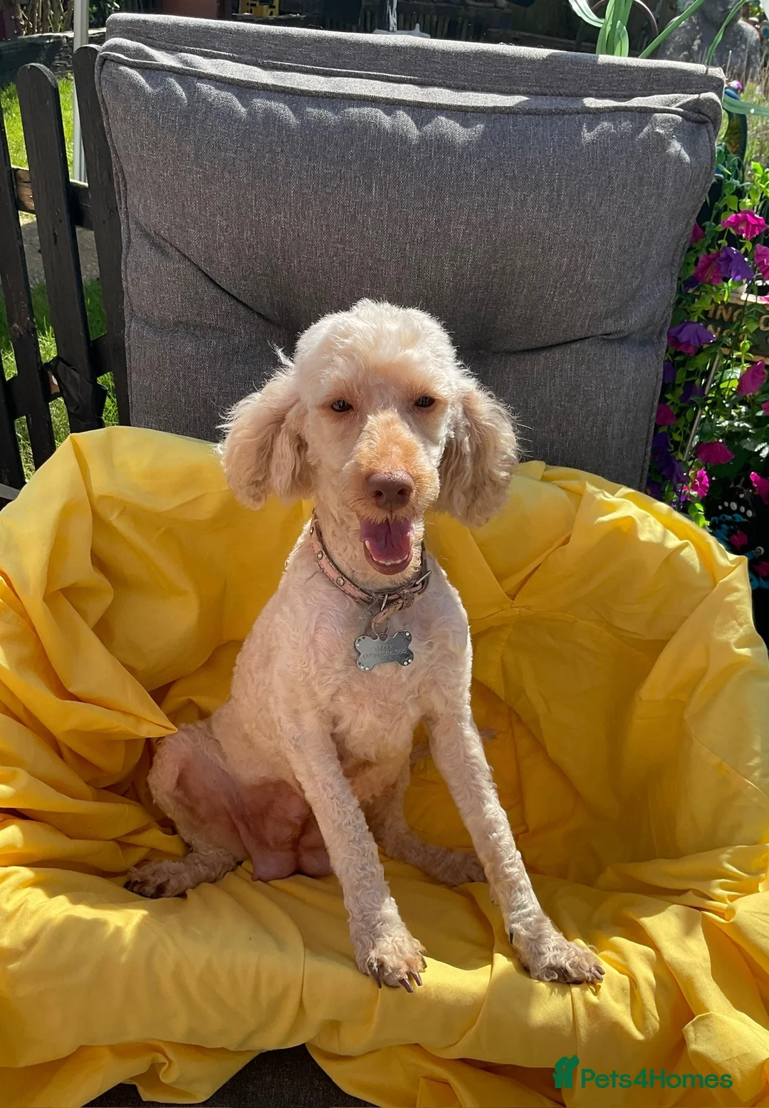 Toy Poodle dogs for sale: Stunning Toy Poodle Puppies in Eastleigh - Advert 2