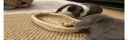 Mini Lop rabbits for sale: Pair of Gorgeous Bonded Pure Bred Mini Lop Bunnies in London - Advert 2