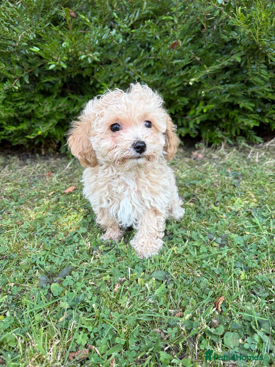 Poochon dogs for sale: Gorgeous F1 Poochon puppies - Advert 1