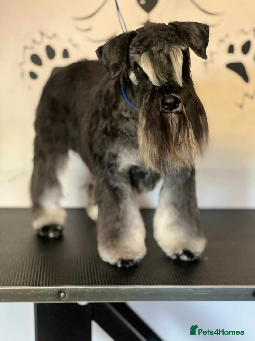 Miniature Schnauzer dogs for sale: Charming Mini Schnauzers with KC registration - Advert 9