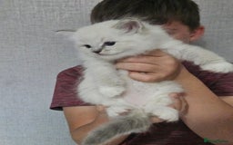 Ragdoll cats for sale: Tica registeeed tabby bicolour ragdolls - Image 19