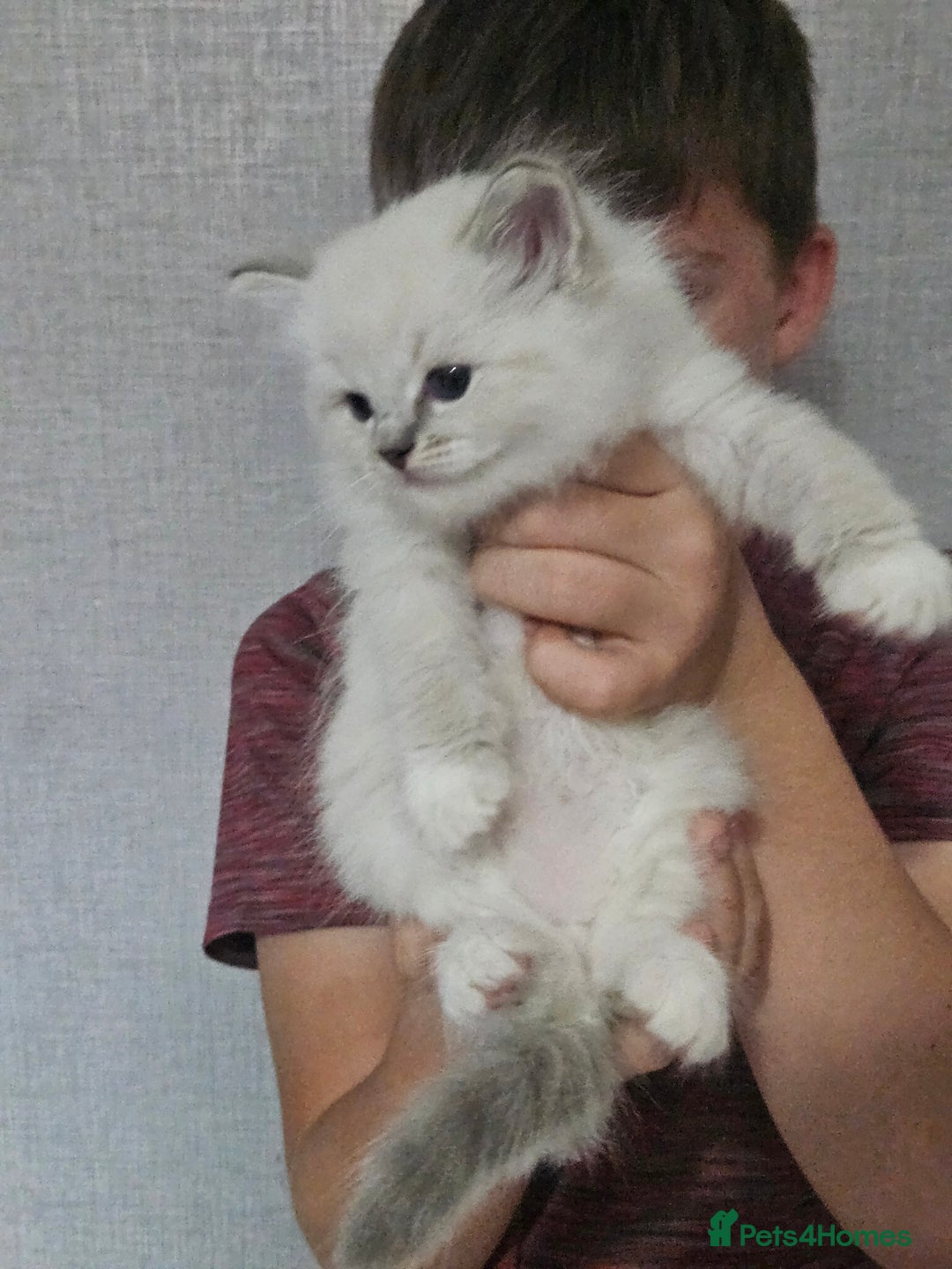 Ragdoll cats for sale: Tica registeeed tabby bicolour ragdolls - Image 19