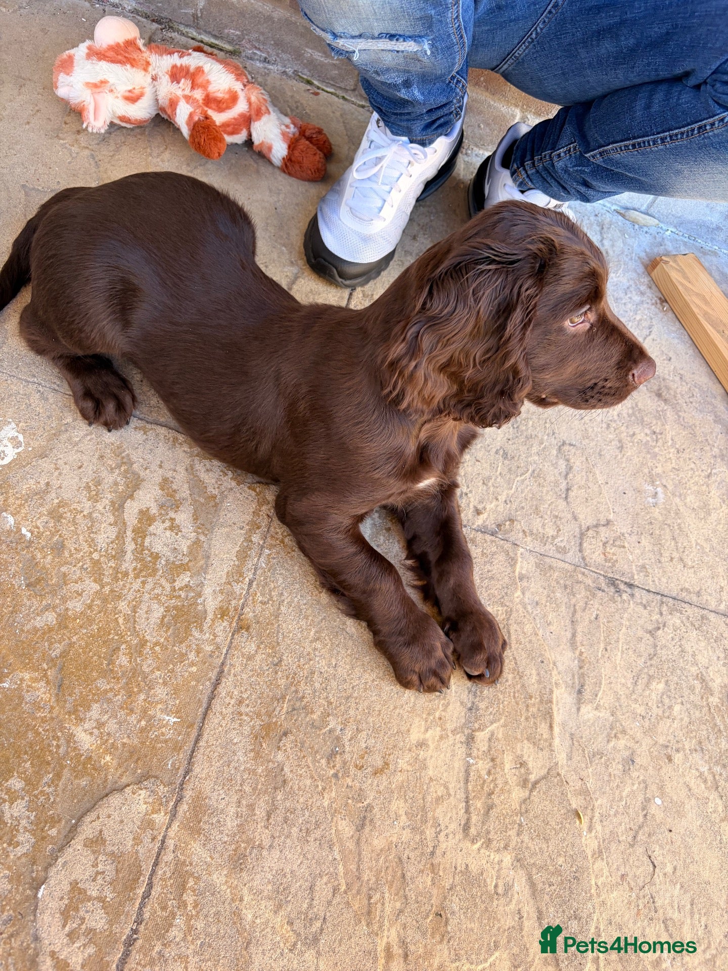 Sprocker dogs Male Sprocker puppy - Advert 1