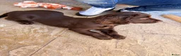 Sprocker dogs for sale: Male Sprocker puppy - Advert 1