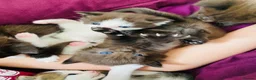Mixed Breed cats for sale: Five beautiful kittens  - Advert 4