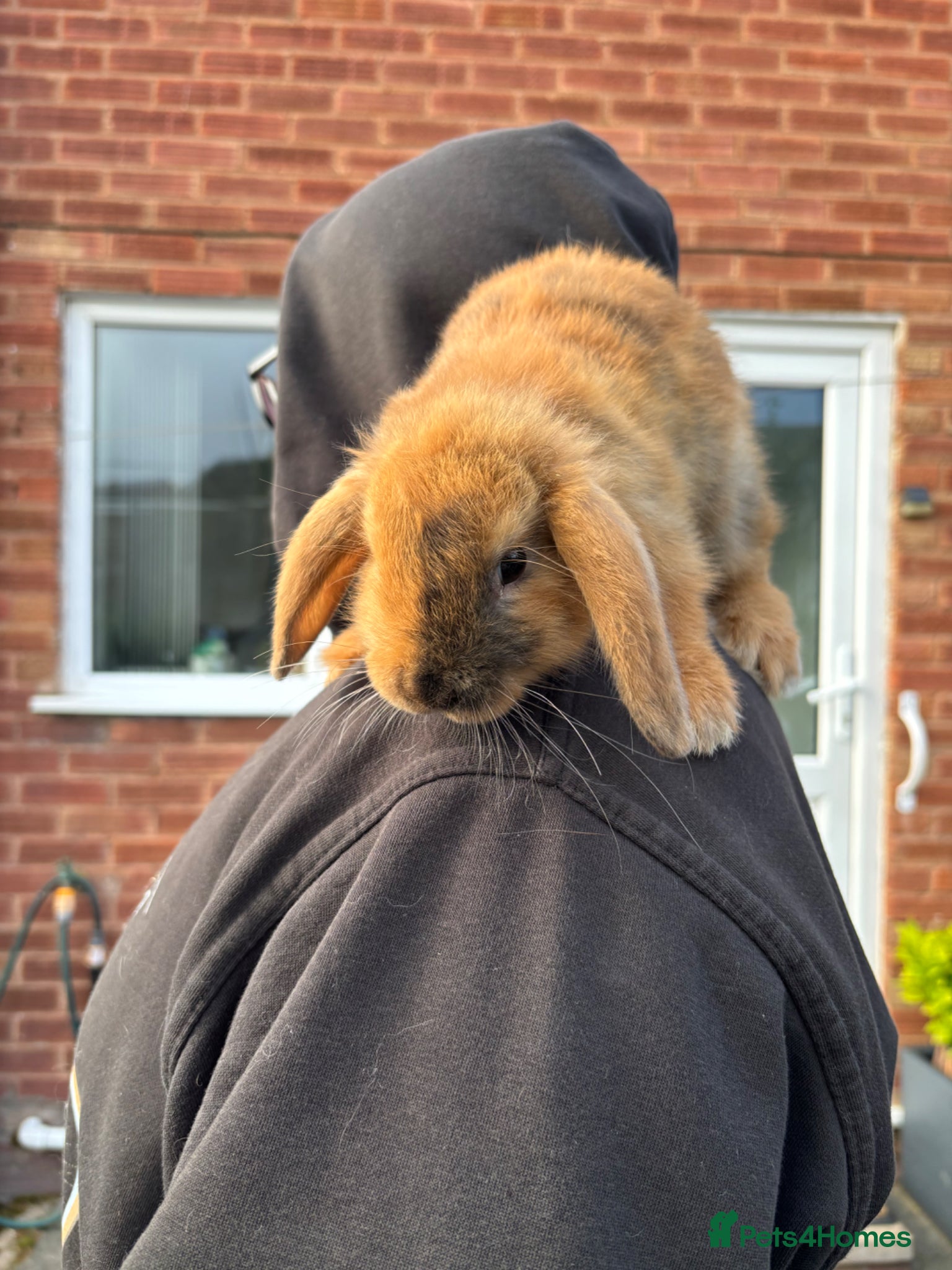 Mixed Breed rabbits 1 male mini lop - 9 weeks 3 days old - Advert 19