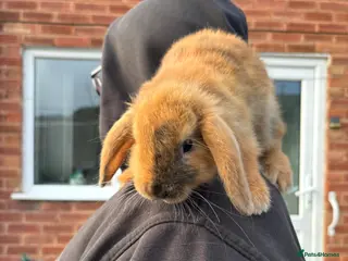 Mixed Breed rabbits 1 male mini lop - 9 weeks 3 days old - Advert 19