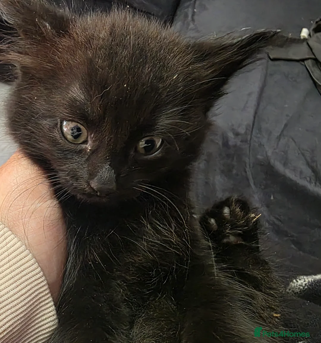 British Longhair cats for sale: Female black kitten - Advert 2