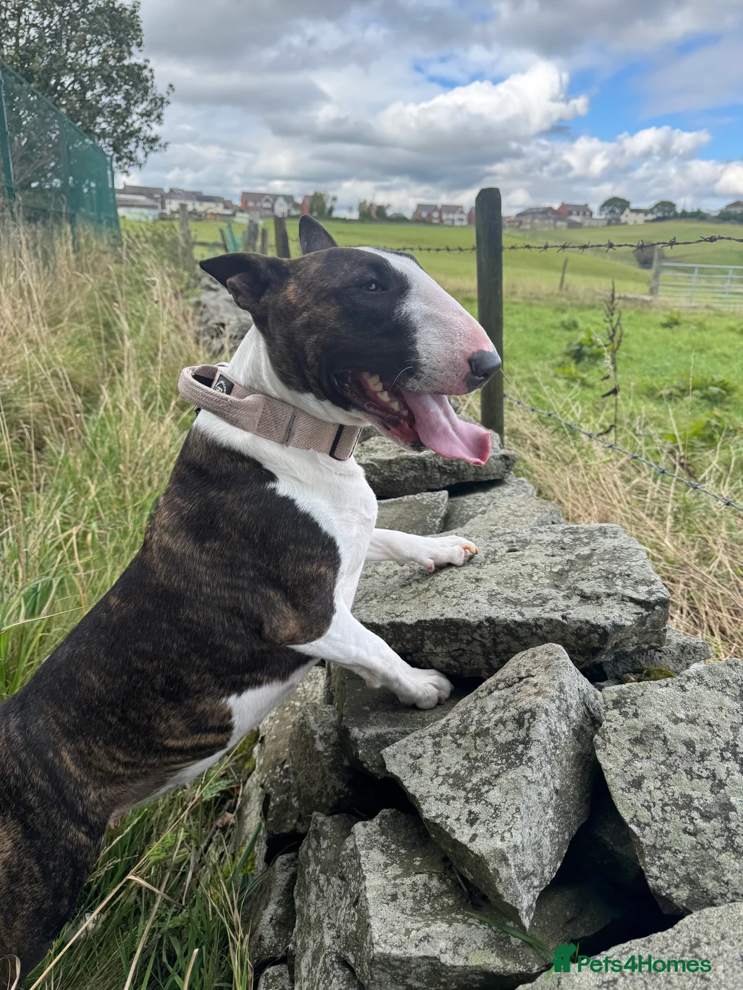 English Bull Terrier dogs for sale: Champion Bloodline English Bullterrier Puppies  - Advert 2