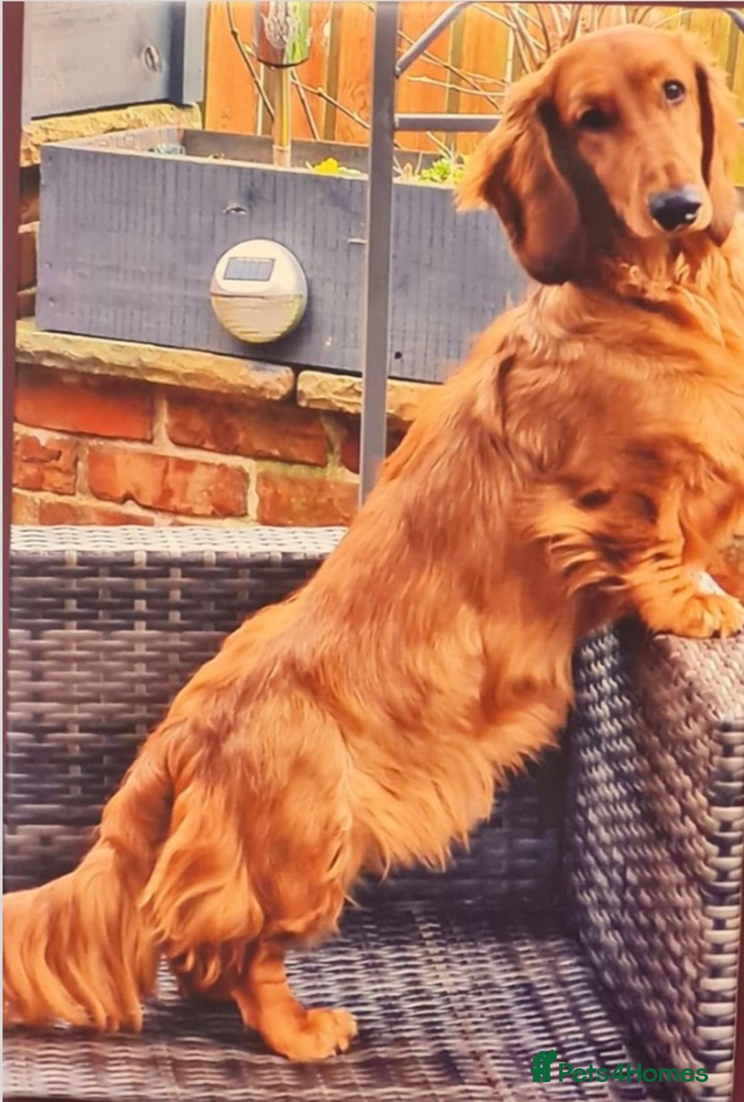 Dachshund dogs for sale: Long haired standard Daschund  - Advert 9
